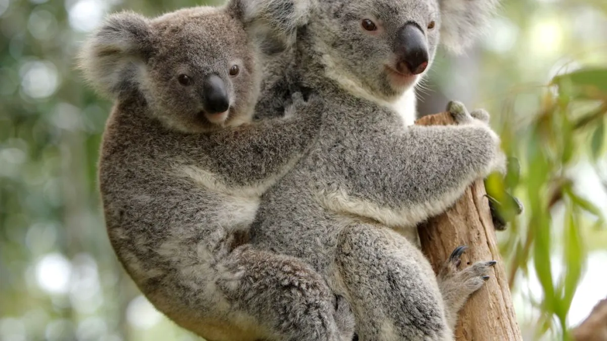 Dispar ursuleții Koala? (VIDEO)