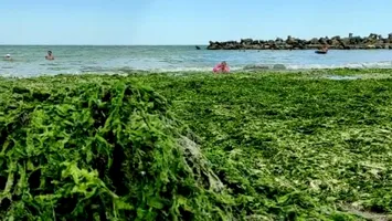 Plin de alge pe litoral: pericol pentru sănătate sau nu?