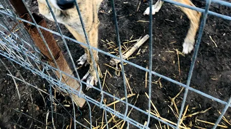 Poliția Animalelor, în acțiune: aproape 150 de câini flămânzi, bolnavi și schingiuți, salvați dintr-un așa-zis adăpost din județul Giurgiu