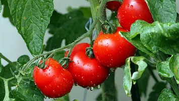 Premieră! Programul „Legume în spaţii protejate” a fost aprobat pentru următorii 3 ani