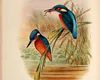 Descoperire excepțională: o carte foarte rară cu ilustrații realizate de „Bird Man”- John Gould pentru clasificările lui Darwin