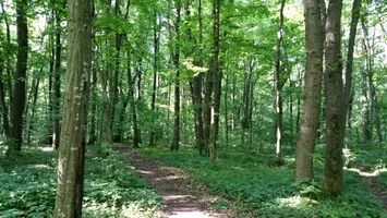 Premieră la nivel național: un oraș din România va avea o pădure-parc imensă