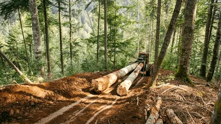 Lupta împotriva tăierilor ilegale de păduri: Petiția pentru reintroducerea confiscării camioanelor