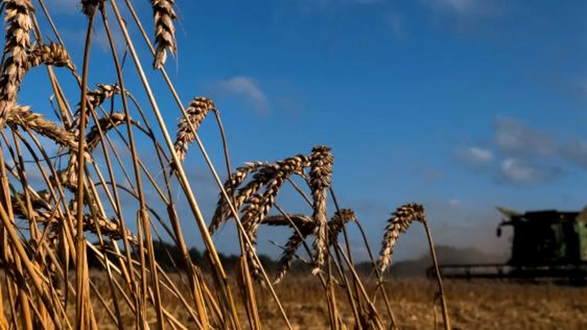 Fermierii solicită MADR despăgubiri pentru culturile afectate de secetă. Numai în Vrancea sunt 16.000 ha