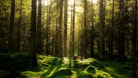 În 2020, au fost efectuate lucrări de regenerare a pădurilor pe o suprafaţă de 25.189 hectare