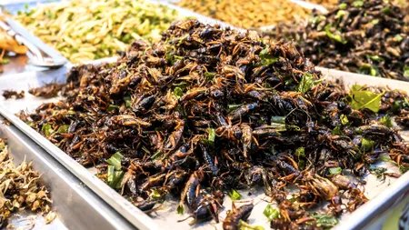 Consumul de insecte se extinde! Alte cereri așteaptă verdictul Comisiei Europene
