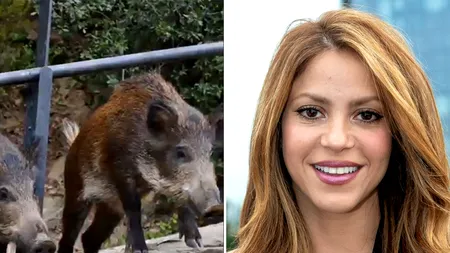 Shakira a fost atacată de mistreți