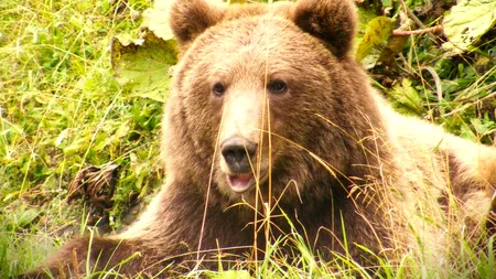 Romsilva intensifică monitorizarea populațiilor de urs de pe fondurile sale cinegetice