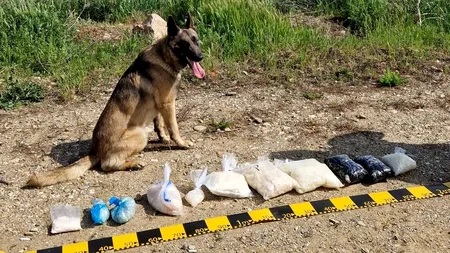 Droguri de aproape două milioane de euro, capturate la Oradea