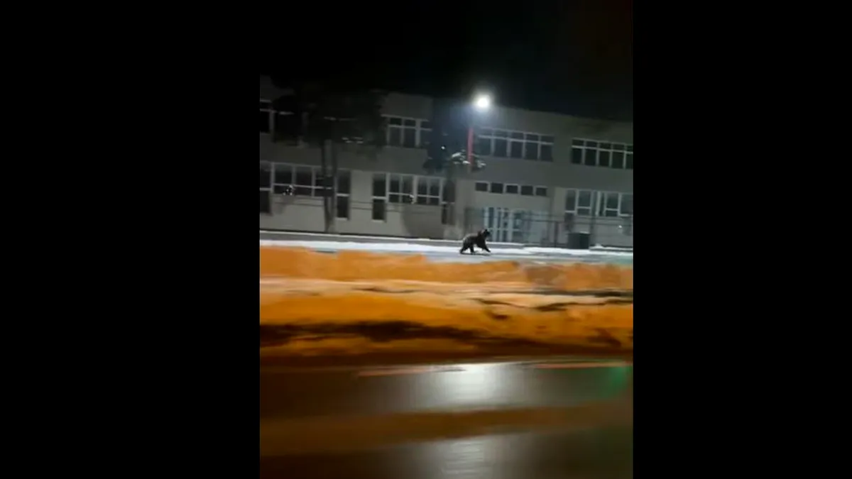 Urs filmat când zburda liber, noaptea, pe străzile din Sibiu (VIDEO)