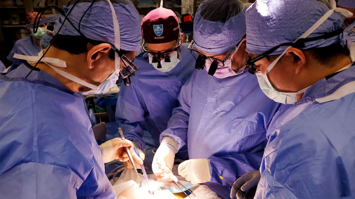 Un nou succes în transplantul de rinichi de la porc modificat genetic