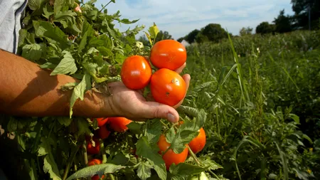 Când ies pe piață roșiile românești? Previziunile fermierilor din Colibași