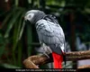 Papagalii care compromiteau reputația unei grădini zoologice. Cum au rezolvat administratorii problema