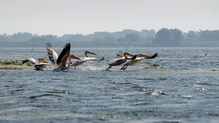 Agenția Națională pentru Protecția Mediului- 34 de ani de când Delta Dunării este rezervație a biosferei
