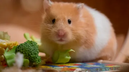 Covid-19: La Hong Kong, sute de animale mici de companie sacrificate