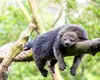 Un locatar misterios al pădurilor tropicale. Animalul neobișnuit care miroase a popcorn cu unt