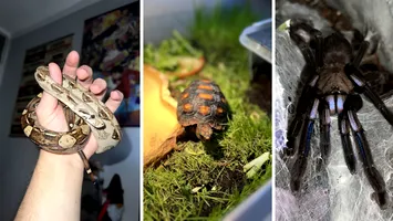 Crescătorie ilegală de vipere și alte viețuitoare, descoperită într-un apartament din Bihor (FOTO)