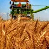 România încheie anul comercial pe primul loc în UE la exportul de grâu, orz și porumb