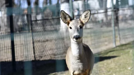 Un căprior de la Zoo Craiova a murit din cauza plasticelor aruncate de vizitatori