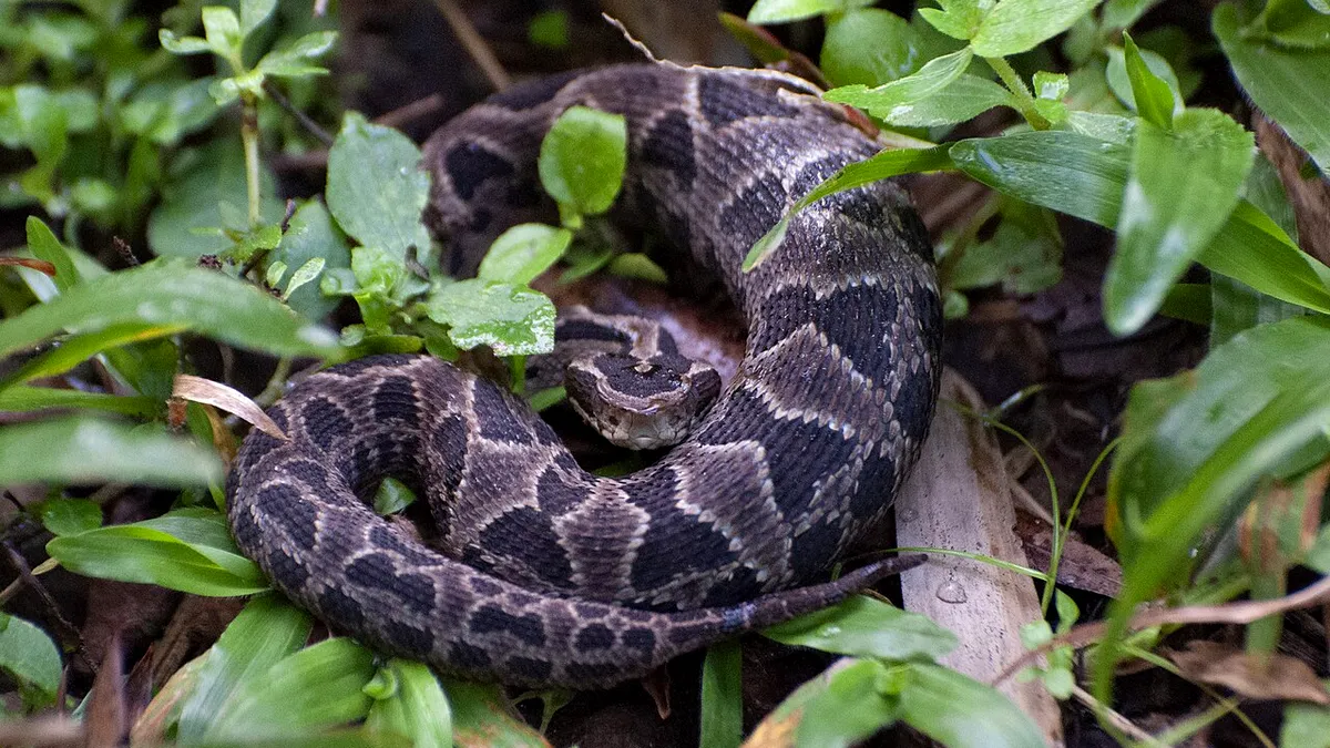 Veninul de reptilă, eficace contra hipertensiunii arteriale!
