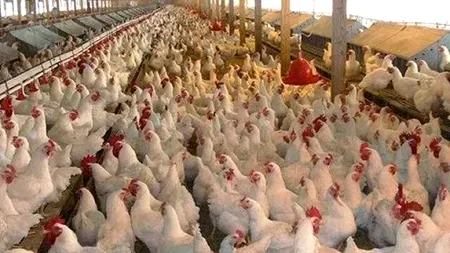 Dezastru într-o fermă din județul Giurgiu: 33.000 de găini au fost gazate, după depistarea unui focar de gripă aviară