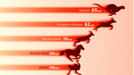 Cele mai rapide animale terestre: Viteza în lumea regnului animal