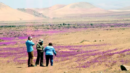 Fenomen incredibil: A înflorit unul dintre cele mai aride deșerturi din lume FOTO