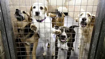 Taxă pe câine, chiar dacă n-ai câine. Primul oraș din România care impune o cheltuială nouă