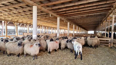 Ministrul Agriculturii caută importatori de animale în Iordania