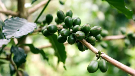 Experții verifică arborii de cafea din Brazilia, distruși de secetă. Se anunță o criză acută de cafea