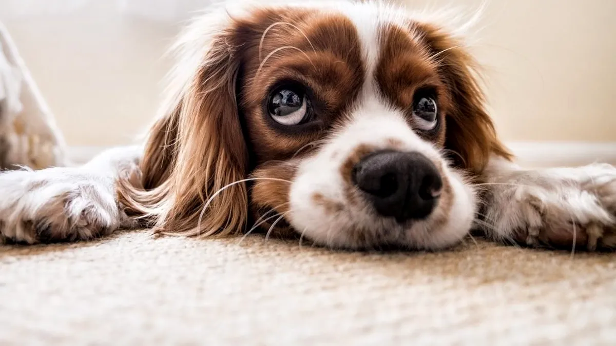 Cercetare: Un vaccin pentru persoanele alergice la câini!