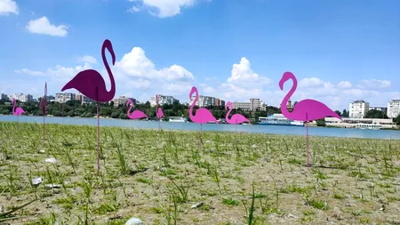 Controverse! La Galați, un artist avertizează asupra pericolului poluării instalând pe o insulă de pe Dunăre 31 de flamingo din plastic
