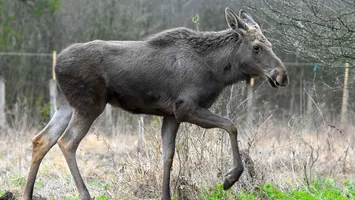 Moment istoric! Un animal celebru a revenit în pădurile României