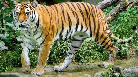 O grădină zoologică va începe să-și vaccineze animalele împotriva COVID-19