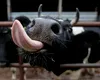 Aproape 1,5 miliarde de lei ajung la crescătorii de animale şi la legumicultori. Ciolacu a făcut anunţul