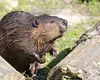 Ecosistemul funcționează bine, încă! Târnava Mică a fost curățată biologic de peștii morți