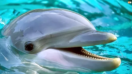 Atenție, delfin rău!
