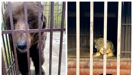 Soarta părea că le e pecetluită: Din Ucraina, în România, povestea ursului Barik şi a lupoaicei Elza