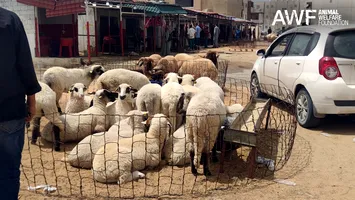 Imagini fără precedent cu ovinele românești exportate în Libia: o anchetă internațională dezvăluie abuzuri și condiții extreme