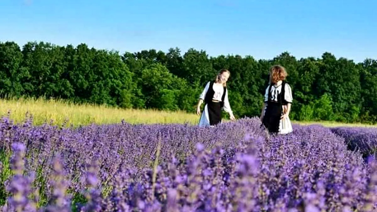 Reglementare europeană: Se dorește clasificarea lavandei drept plantă periculoasă. Mici afaceri și branduri celebre ar putea avea de suferit