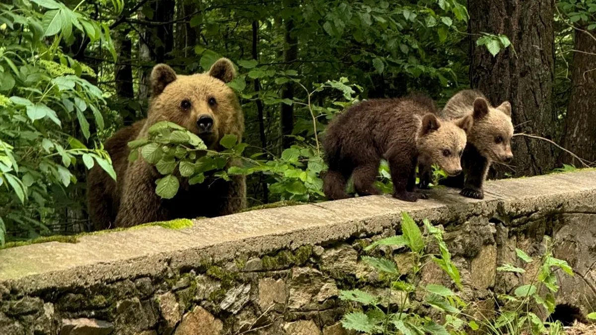 Urșii au venit la ZOO să se ospăteze cu două capre alpine aflate în țarc (VIDEO)
