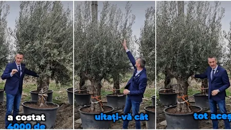 Vrea să fie ca în Grecia! Un primar vopseşte pavajul în albastru şi plantează măslini seculari, în centrul oraşului