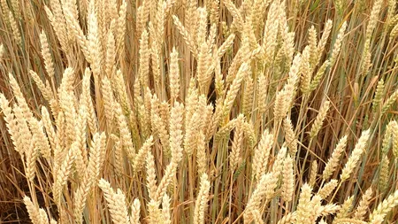 Exclusiv. Campania de recoltat la grâu a început în sudul țării. Ce producție estimează fermierii