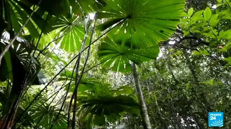 Incredibil: Cui a fost retrocedată cea mai veche pădure tropicală din lume
