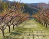 Ministerul Agriculturii cere un sprijin de urgență de 50 de milioane de euro