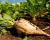 Dezastru agricol în Botoșani. Un fermier pierde 190.000 de euro din cauza unei plante