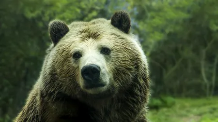 Un urs grizzly a fost ucis de o capră. Cum s-a întâmplat acest lucru