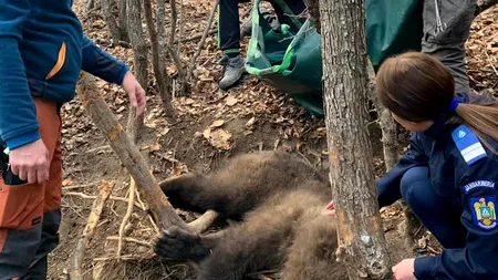 Doi ursuleți captivi în lanț au fost eliberați. Salvarea, îngreunată din cauza ursoaicei agresive