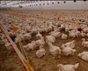 Tehnologie futuristă în agricultură. Găini crescute cu roboți și senzori ultraperformanți