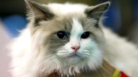 „Oscarurile lumii feline”: pisici din întreaga Europă, aduse la Sala Palatului (FOTO)